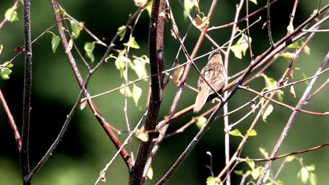 Песня обыкновенного сверчка-птицы. Locustella naevia. Птицы Беларуси. смотреть онлайн