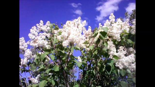 Футаж - белая сирень и бабочки. Footage Lilac смотреть онлайн