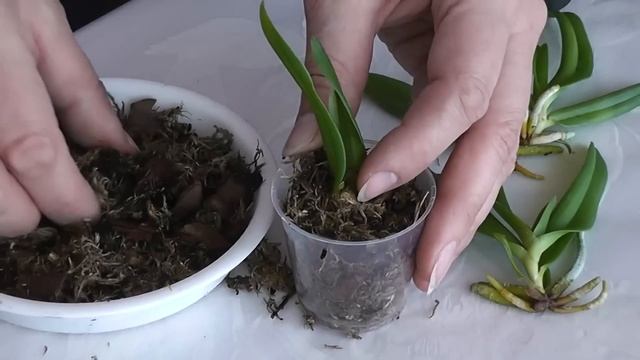 Пересадка орхидей из стеклянной бутылки (фласки) смотреть онлайн