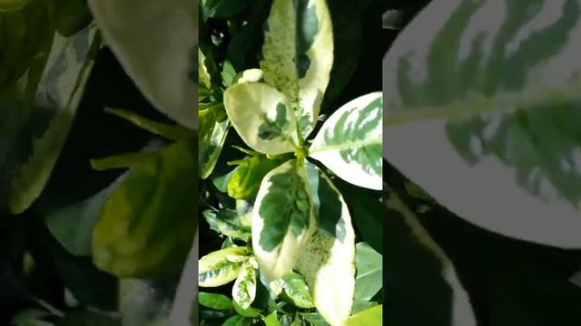 Varigated Gardenia Jasminoides.