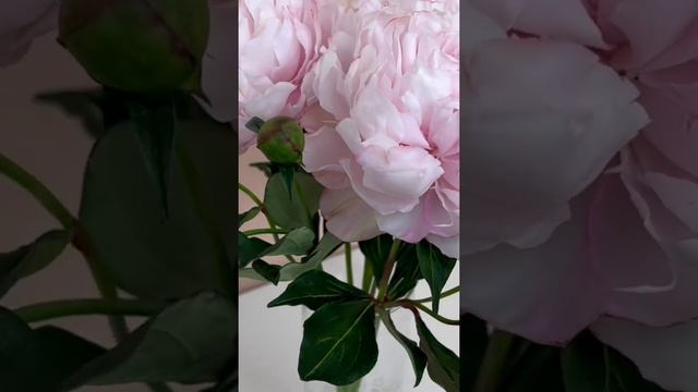 Пионы из полимерной глины (холодный фарфор) смотреть онлайн