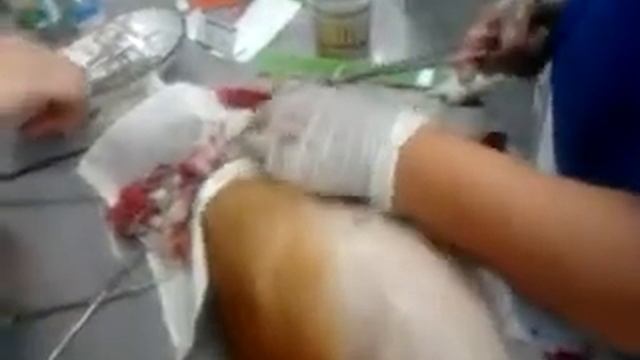 камни в мочевом пузыре у собаки смотреть онлайн