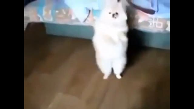 Приколы с животными 2019/ Ржачные коты 2019 /Смешные собаки 2019 смотреть онлайн