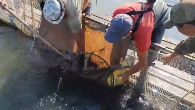 Сколько будет чёрной икры в этом году? Ловим рыбу в Волге. ￼#trending #vlog