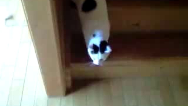 Кот сползает по лестнице. смотреть онлайн