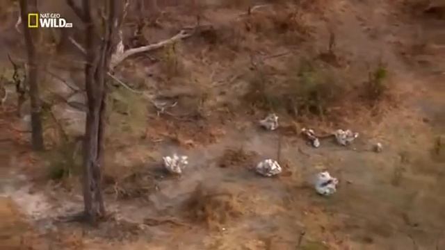 Животные саванны Дикая Африка Удивительные слоны Nat Geo WILD смотреть онлайн