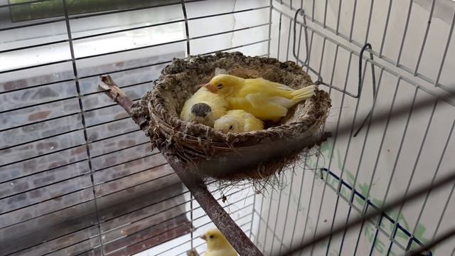Канарейки птенцы   отдыхают