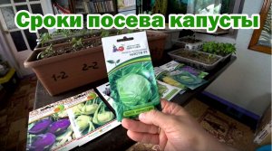 Капуста. Сроки посева