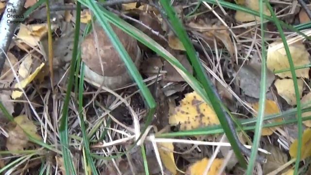 ХРУСТЯЩИЕ ГРИБОЧКИ! РЕЦЕПТ КОНСЕРВАЦИИ ЛЕСНЫХ ГРИБОВ! смотреть онлайн