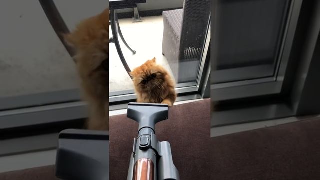 Maxi Cat adventures Vacuum 10 смотреть онлайн