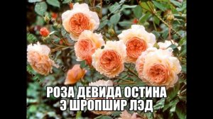 Роза Девида Остина Э Шропшир Лэд