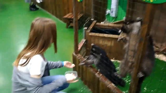 Катюша кормит Енотов смотреть онлайн