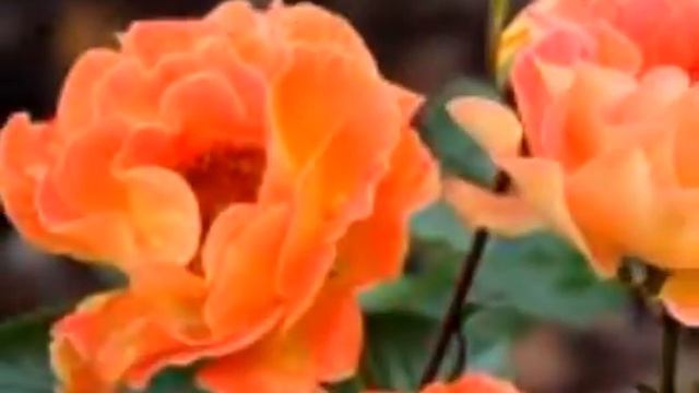 Виктор Лекарь-