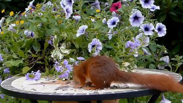 স্বপ্নে বাগান দেখলে কি হয়,আল্লামা ইবনে সীরিন রহঃ এর আলোকে স্বপ্নের ব্যাখ্যা দেখুন।