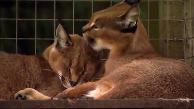 Каракал - гепард для бедных смотреть онлайн