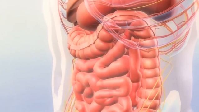 Что Будет На Самом Деле, Если Проглотить Жвачку? смотреть онлайн