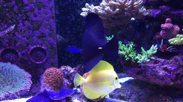 Zebrasoma Rostratum X Zebrasoma Flavescens