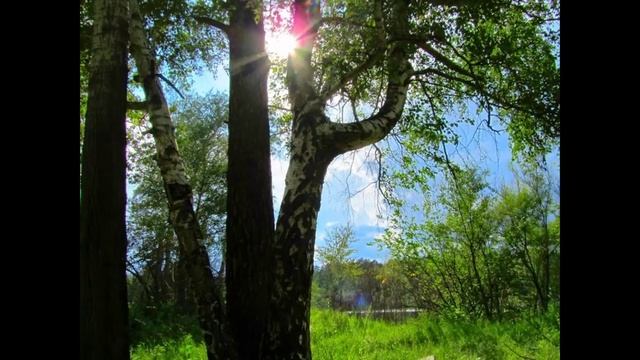 ЛЕТО В ЛЕСУ смотреть онлайн