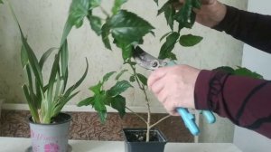 Когда и как обрезать молодой  гибискус( китайская роза)./Hibiscus pruning