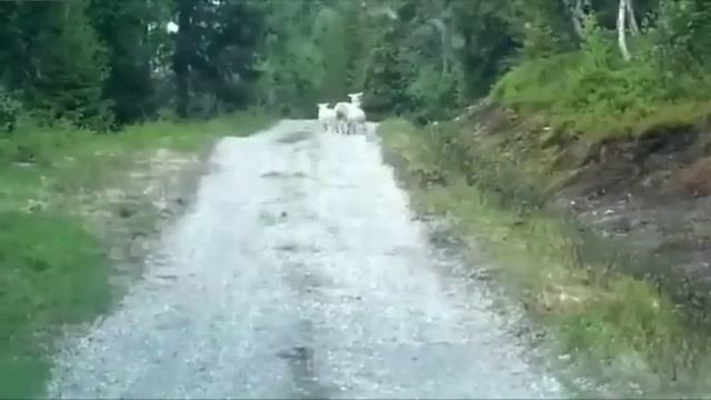 Овци гоняют волка