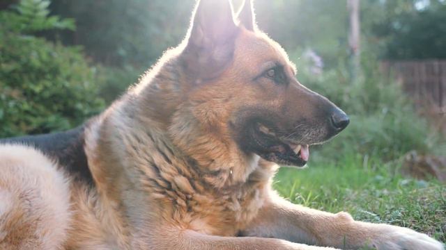 ТОП-10 НАЙРОЗУМНІШИХ ТВАРИН НА ПЛАНЕТІ смотреть онлайн