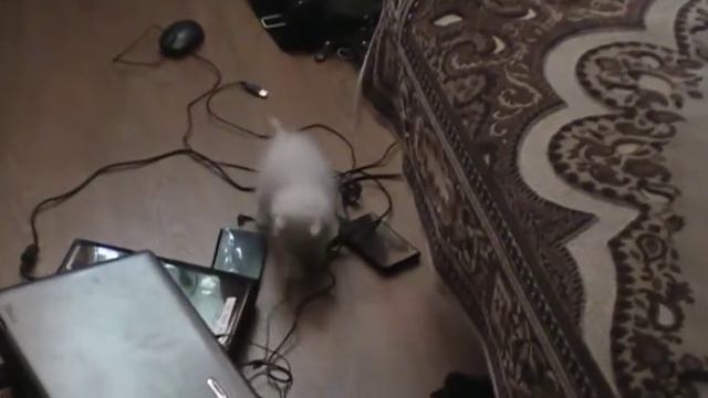 белый котенок играется с наушниками :3 смотреть онлайн