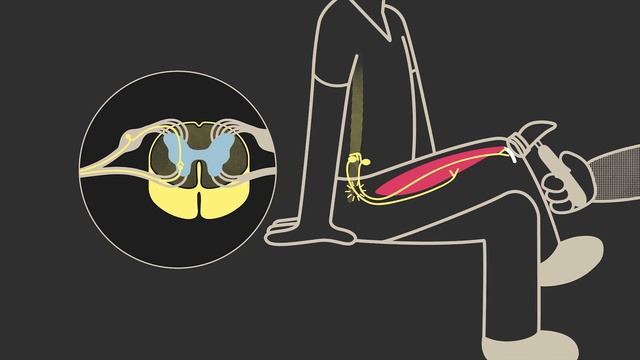 4. Рефлекторные дуги. Физиология человека - 8 класс смотреть онлайн