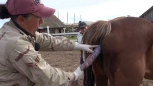 Отделение последа вручную у кобылы