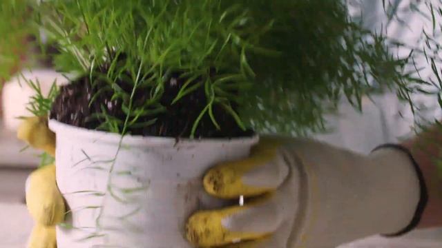 Everything You Need to Know About Asparagus Ferns | Plant Encyclopedia | Better Homes & Gardens смотреть онлайн