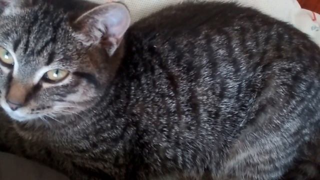 Как мурлыкают коты смотреть онлайн