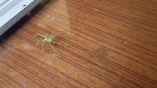 Un ragno multicolore (micrommata sp.) смотреть онлайн
