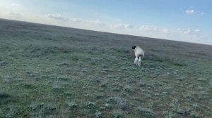 Весна в степи.