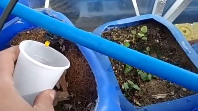 Как отличить скомпенсированную и не скомпенсированную капельницу для полива