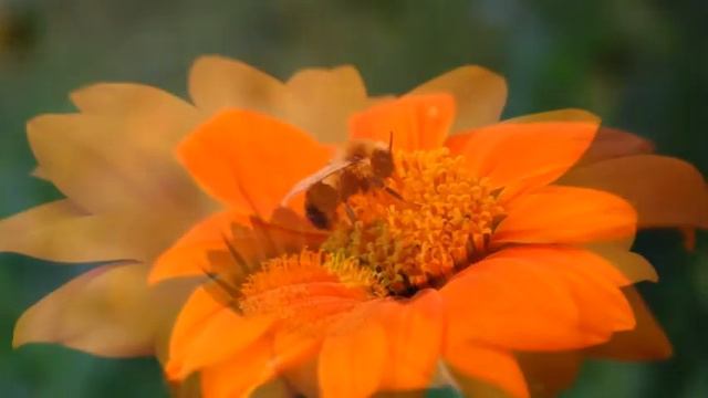 5 L'Arancio della Scienza e Conoscenza Concreta смотреть онлайн