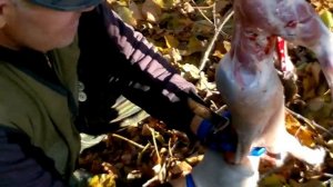 Как снять шкуру с лисы. Видео пособие: комментарии, наблюдения, советы