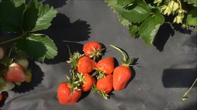 Сорт SIBILA смотреть онлайн