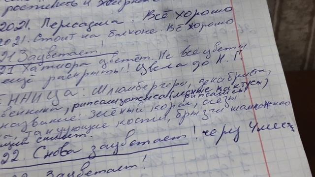 РАСТЕНИЕ АЛКОГОЛИКОВ. Хатиора солеросовая. 04.12.2022.