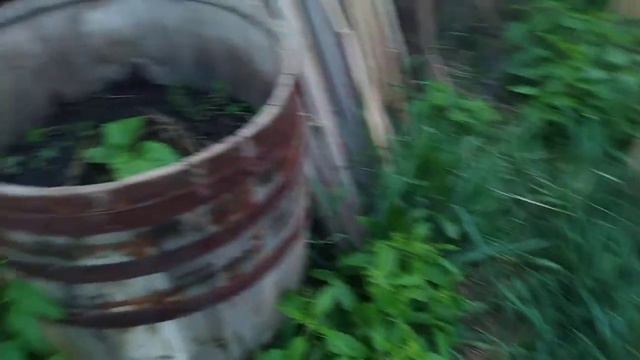 Хрен не перезимовал в бочках!