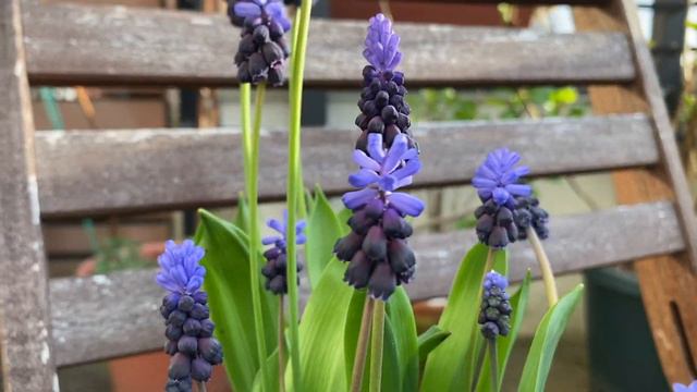 Garden Update (Mar 22) - more flowers and new growth смотреть онлайн