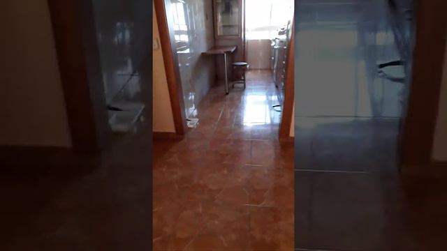 Кошка приносит мяч как собака. смотреть онлайн