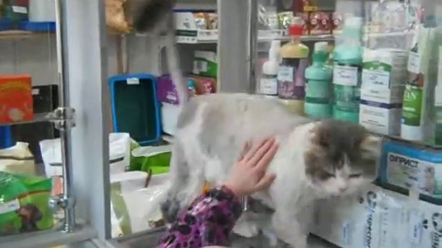 Кот Маркиз смотреть онлайн