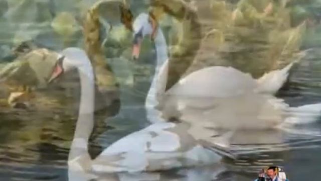 'Белый Лебедь'  Из реп-ра М. Круга