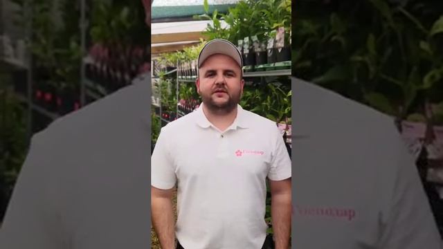 Інтернет-магазин Господар в цьому відео реальні рослини що в наявності