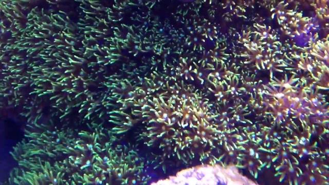 Star polyps close up HD смотреть онлайн