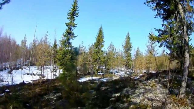 Охота на медведя с ВСЛ.Bear Hunting. Karhun Metsästys Karjalassa.