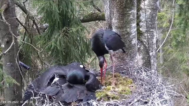 Must-toonekurg2 | Intruder female badly attack on nest | April 29, 2022 смотреть онлайн