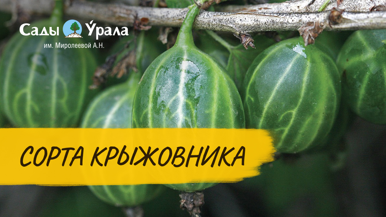 Крыжовник - выбор сорта. Телепередача Земля Уральская. Архив 2011 год смотреть онлайн