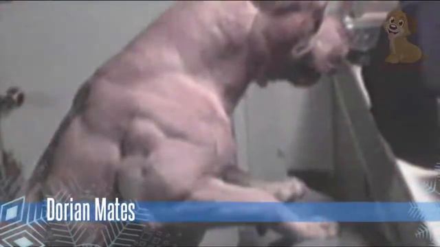 Top 10 Body Builder Dogs !! Top 10 muscular dog breeds In the World смотреть онлайн