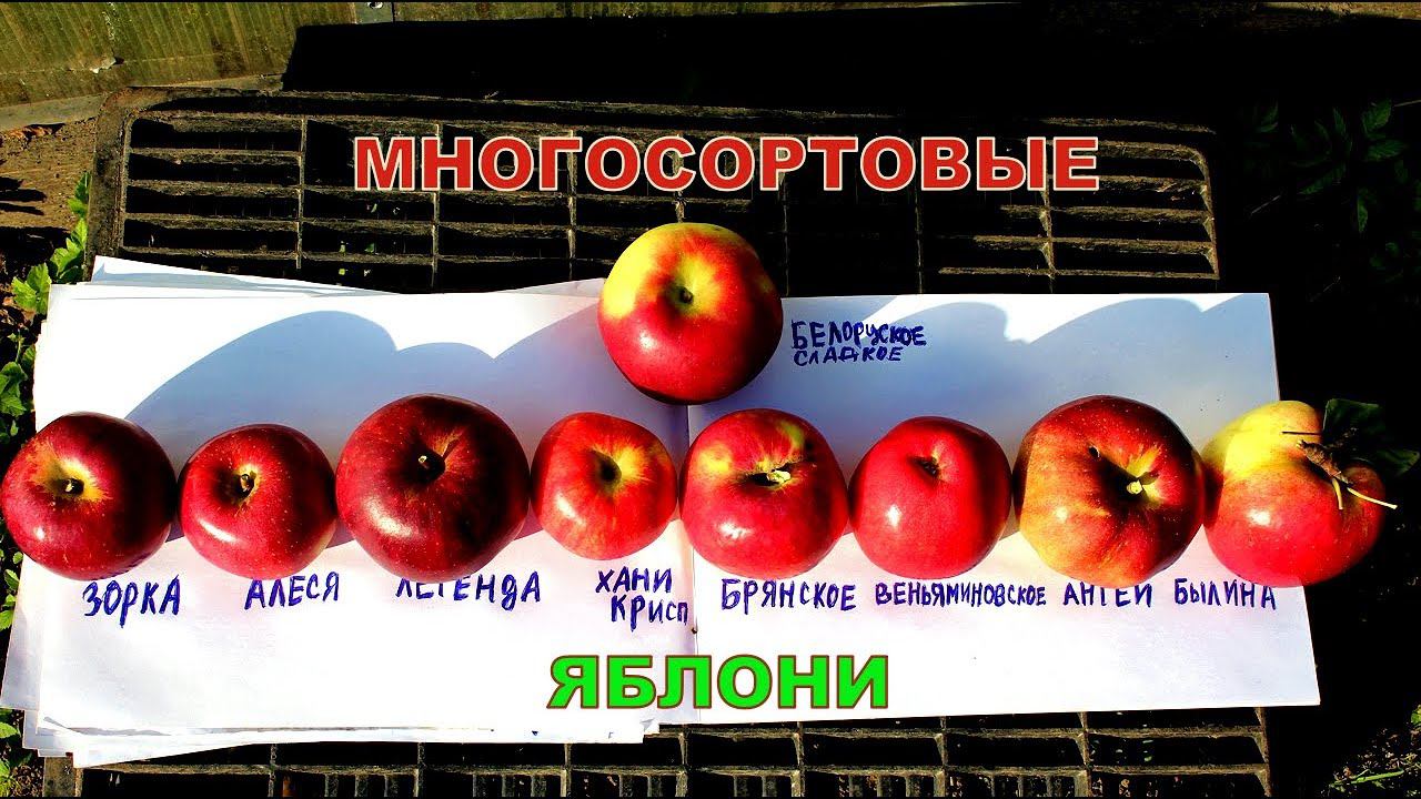 Многосортовые яблони. Самые красивые и лучшие зимние сорта. смотреть онлайн