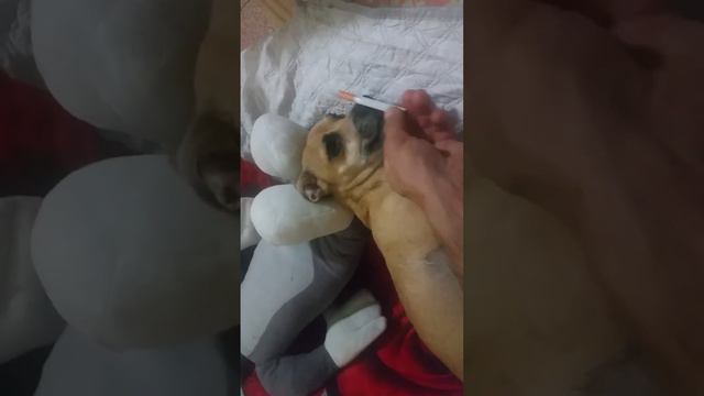 Seva.FUNNY VIDEO dog 2017 смотреть онлайн